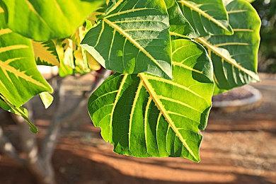 《2.5次元的诱惑 天使们的舞台》Steam页面公布 发售日待定